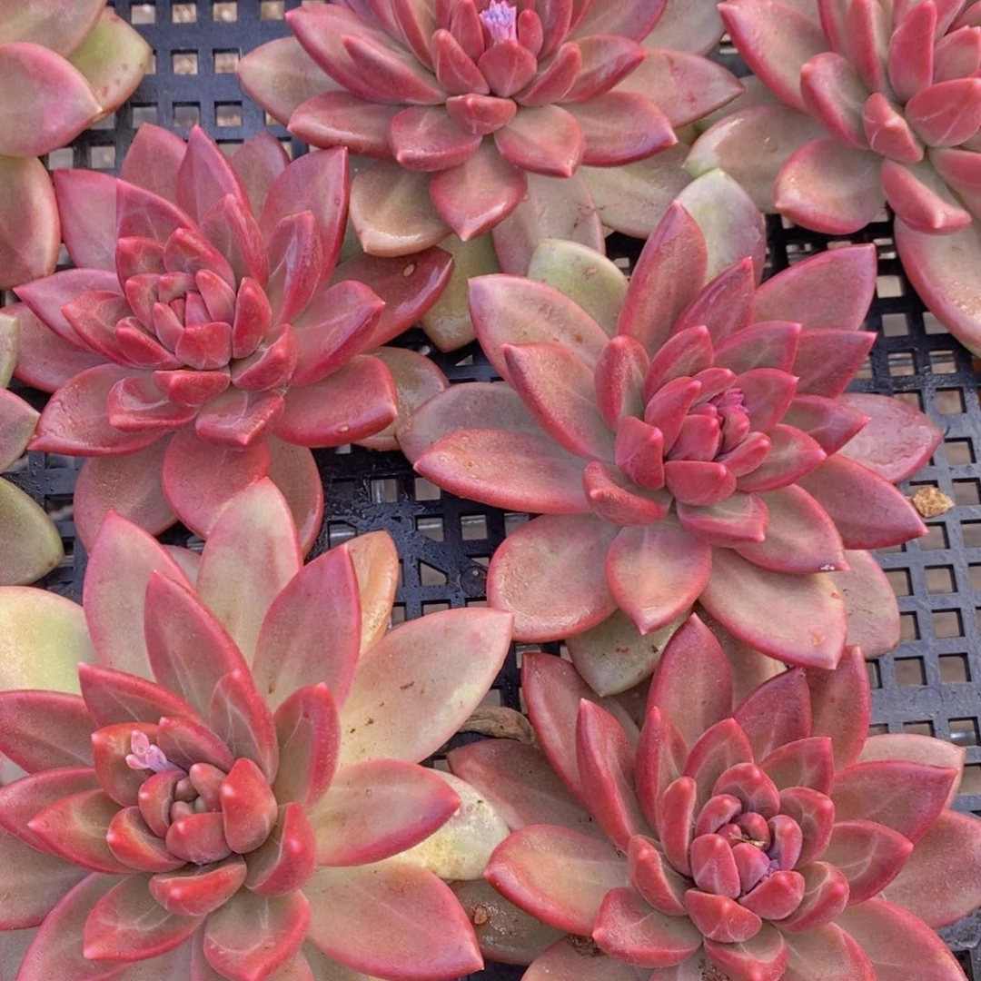 量拍45号 精品迷雾泡泡单头一个