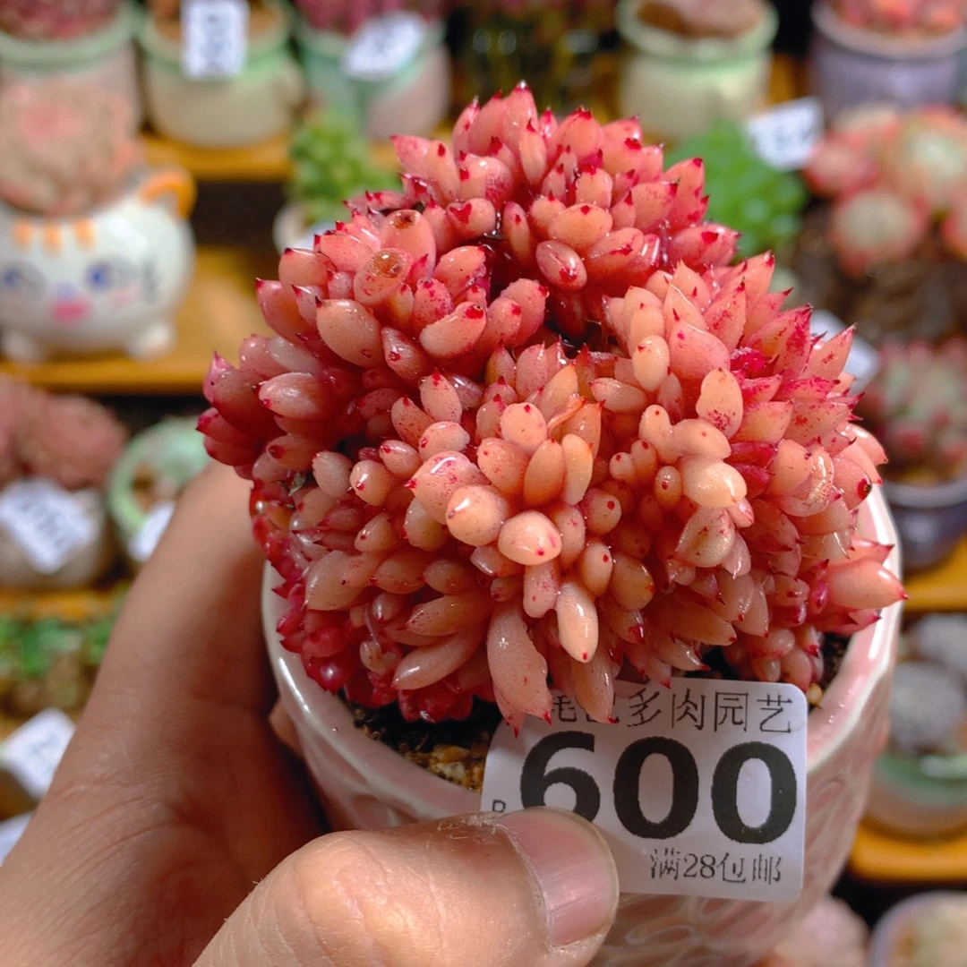 小尾巴多肉园艺5CM迷你拇指盆栽600