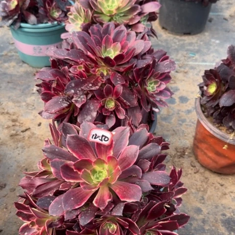 12-50金丝亮牌8多肉植物