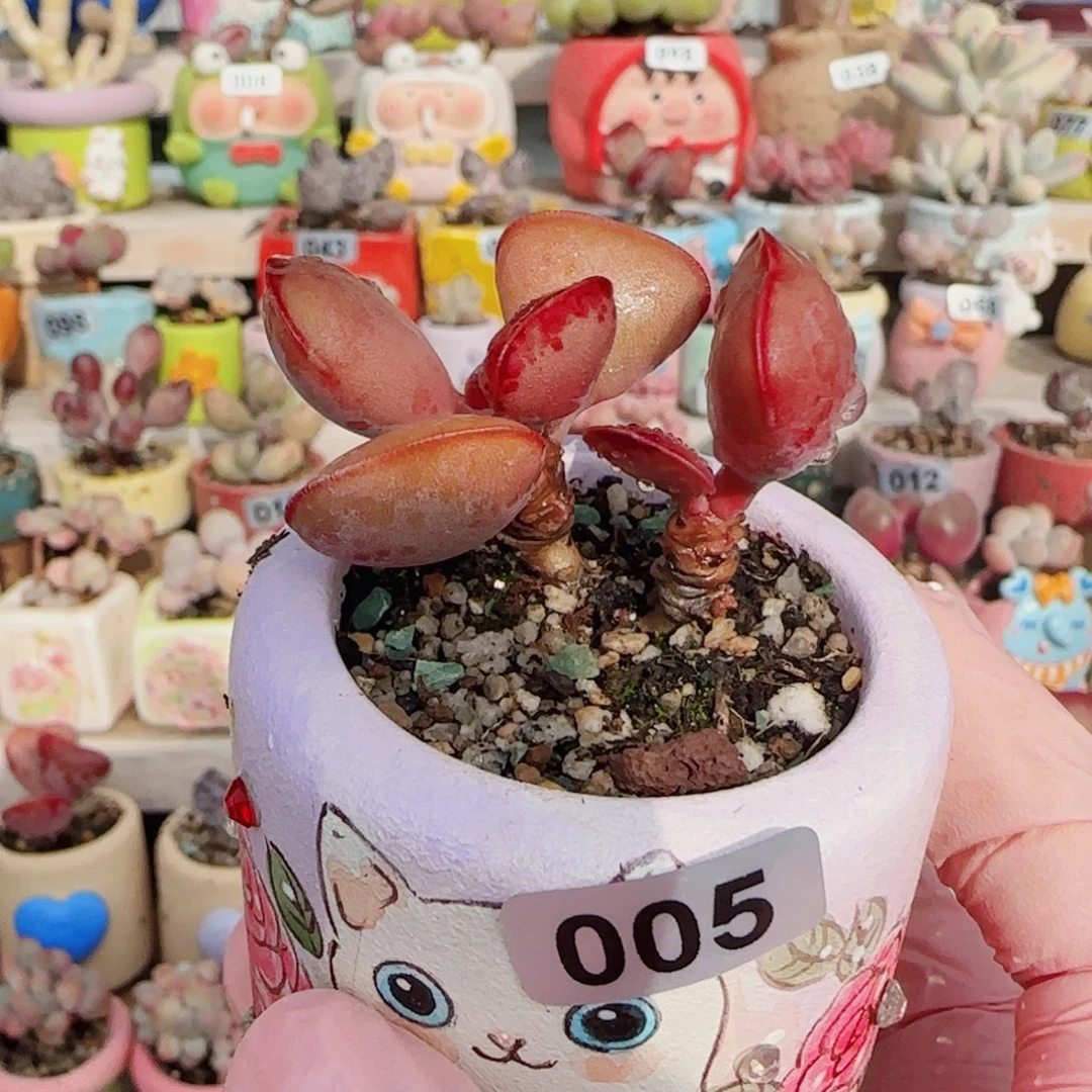 双头爱心 盆口4cm