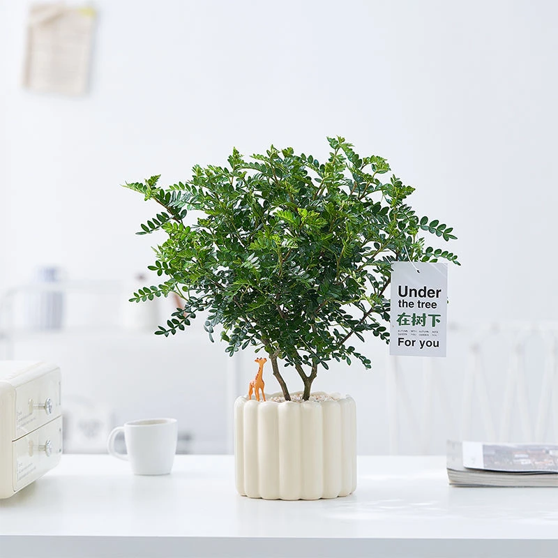 正宗清香胡椒木盆栽驱蚊绿植四季室内好养植物吸甲醛花卉办公室