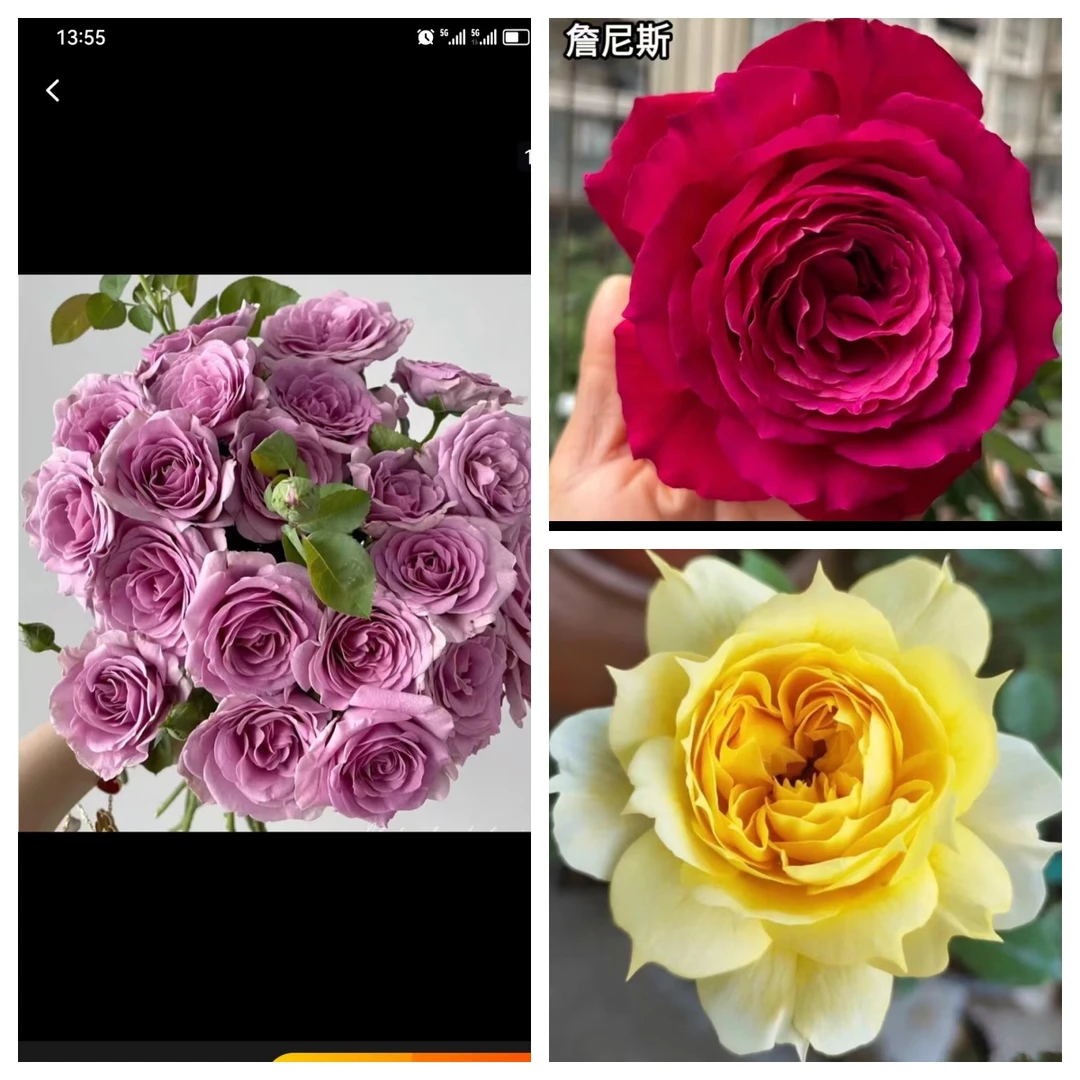 《红黄蓝三色棒棒糖》浓香型大花欧月品种开花花量大花期长