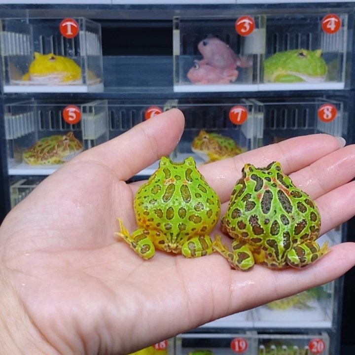 角蛙恭喜发财大吉大利128一只