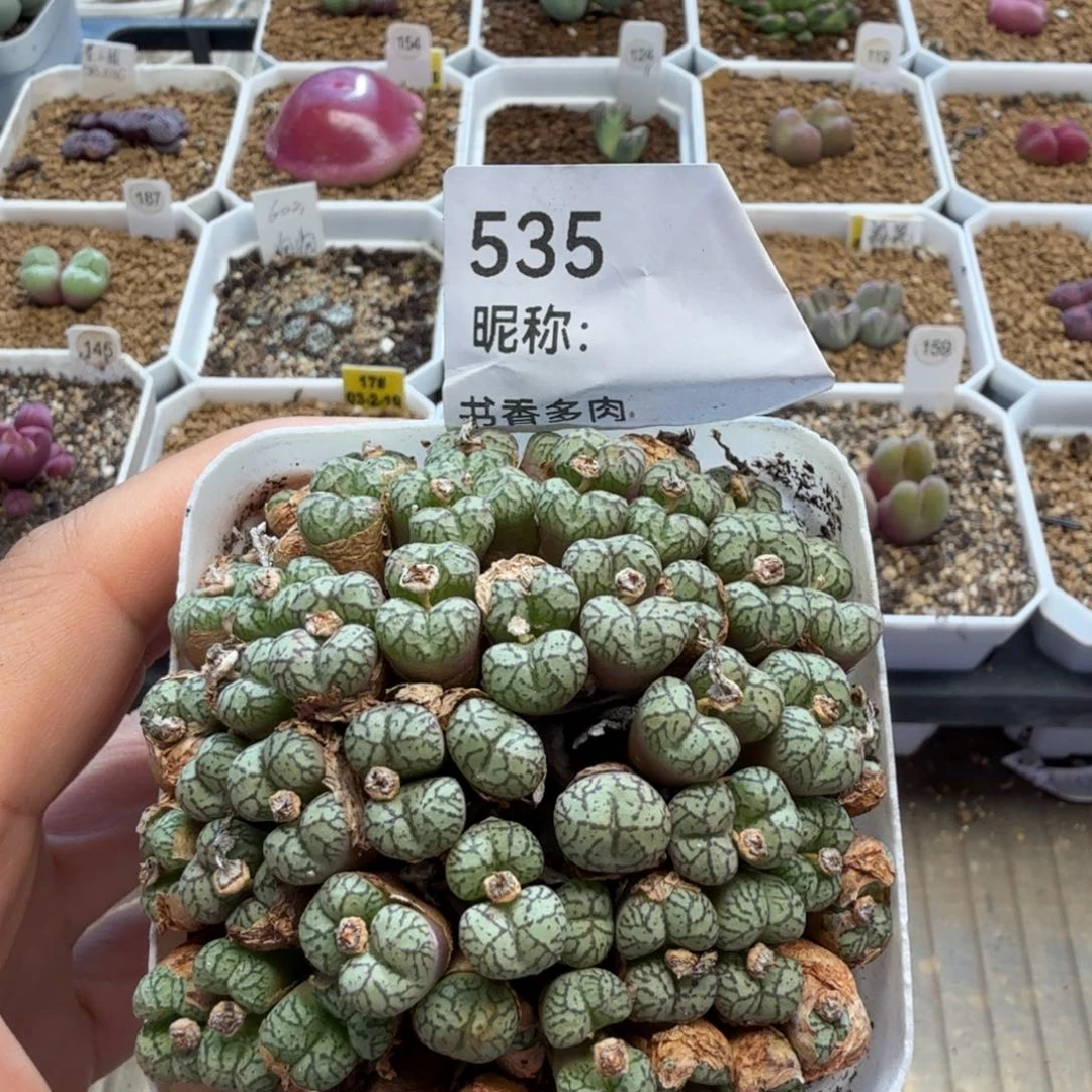 多肉植物多肉植物多肉植物
