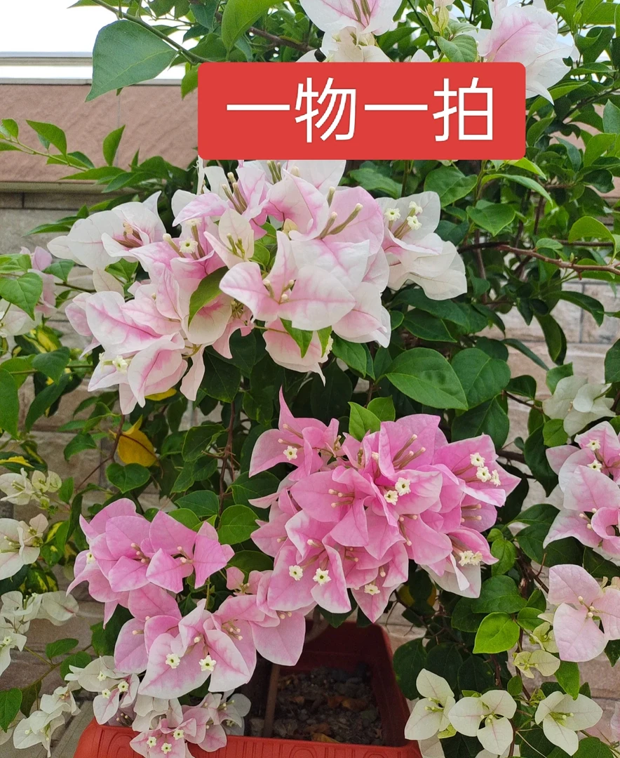 三角梅一物一拍直播间专用