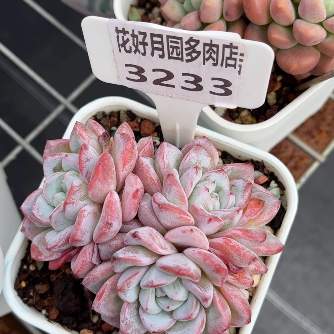 依***嫚多肉植物3233………….