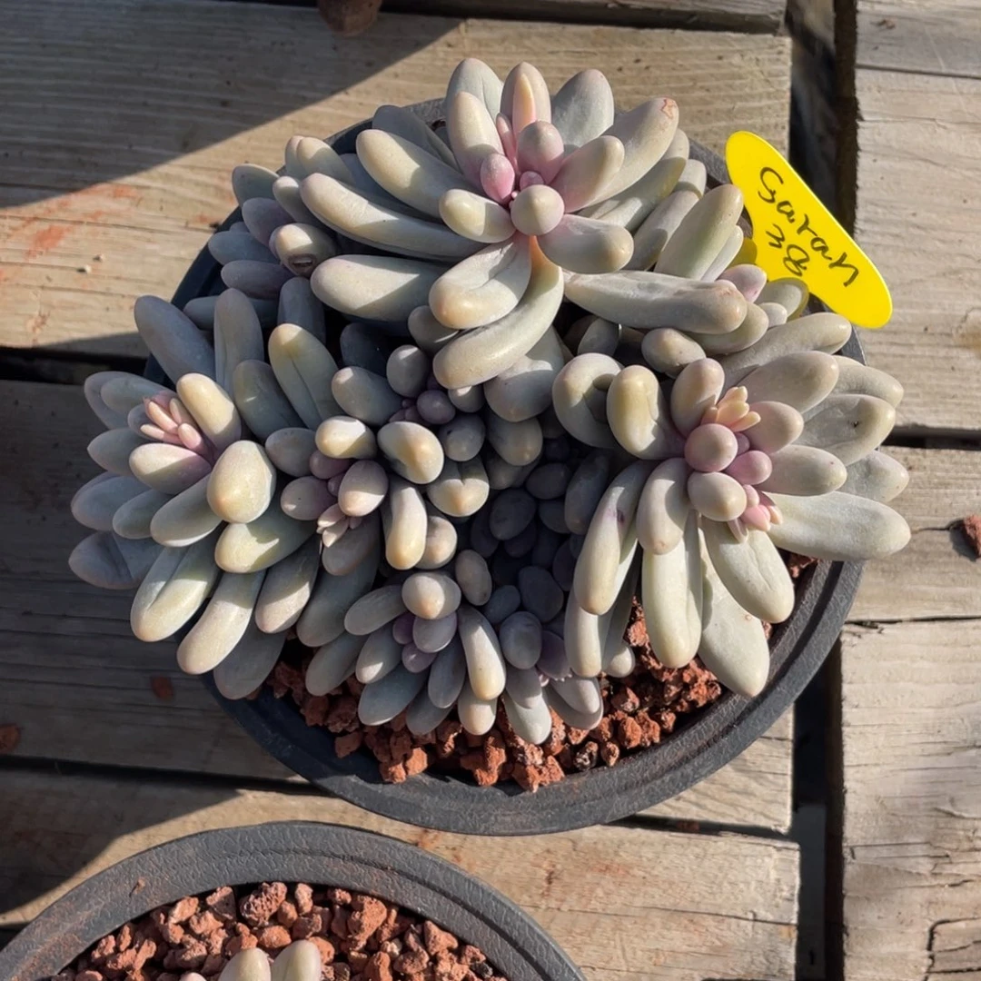 s***h汤圆群生无砍38