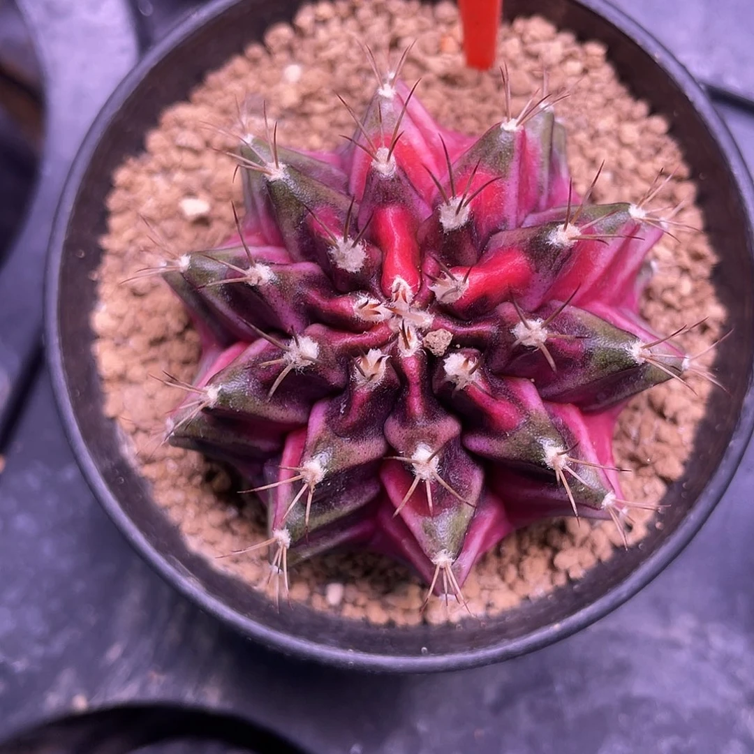 1-168米哈锦5.2厘米