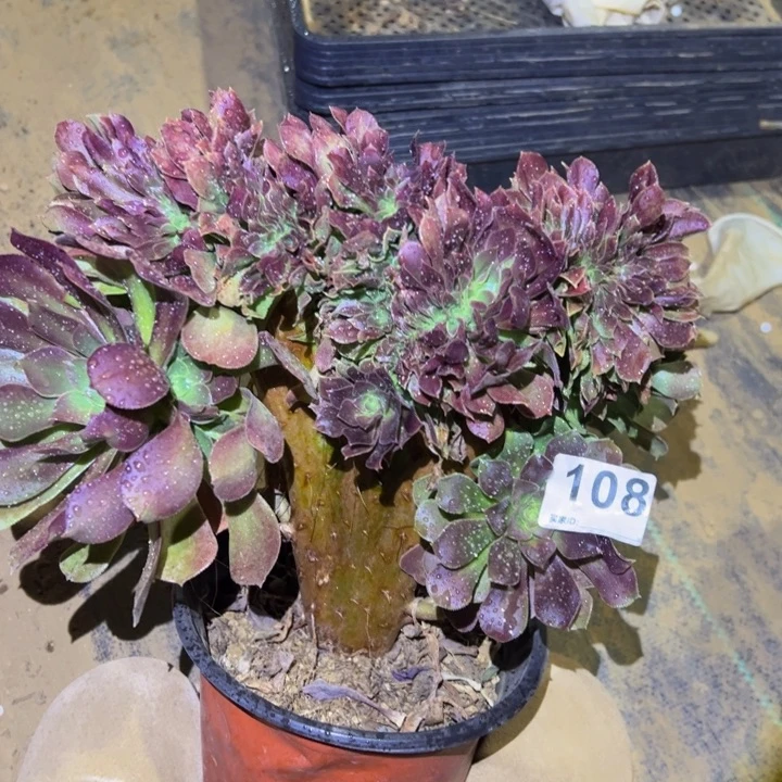 玫瑰缀多肉植物108