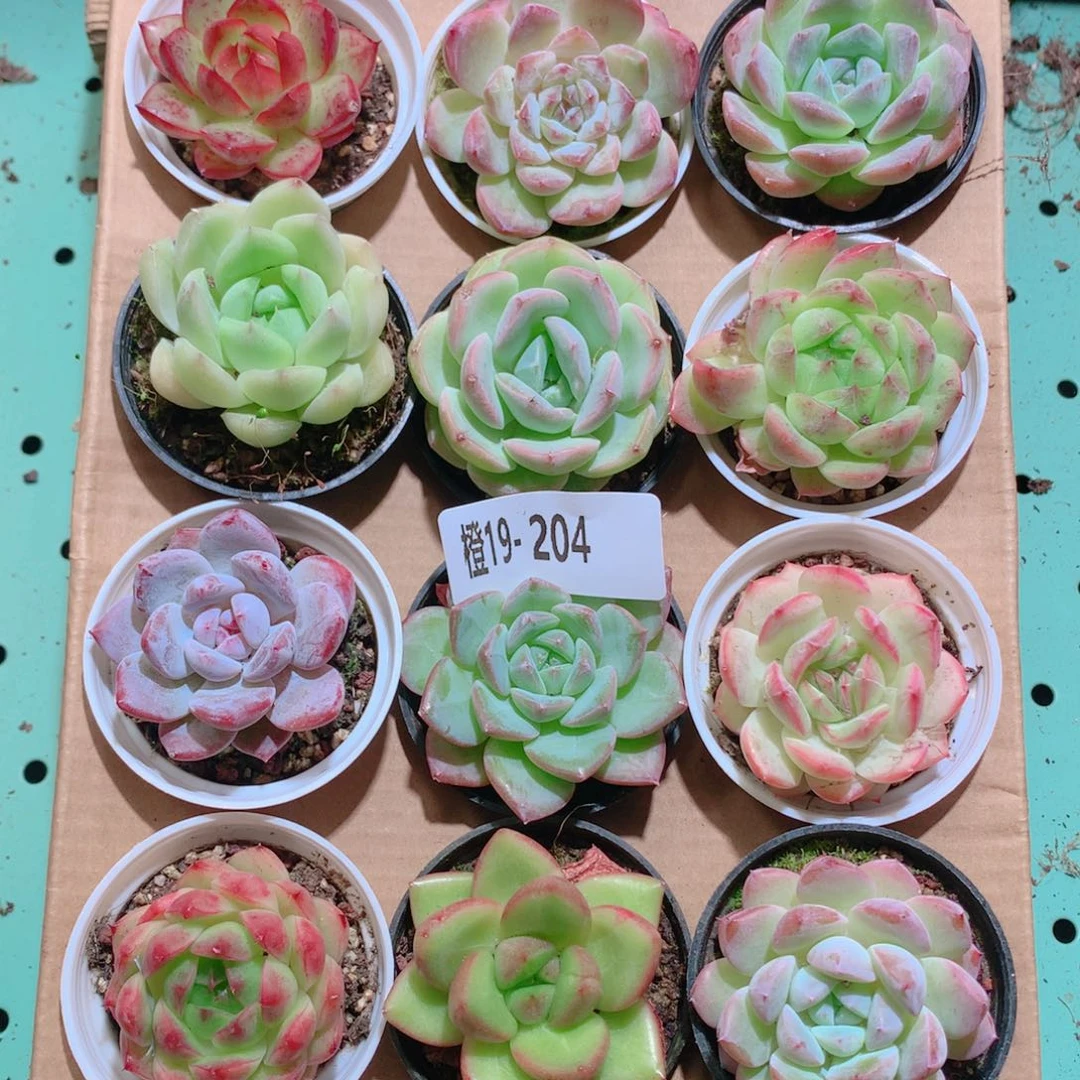 19-204一物一拍多肉带盆18颗