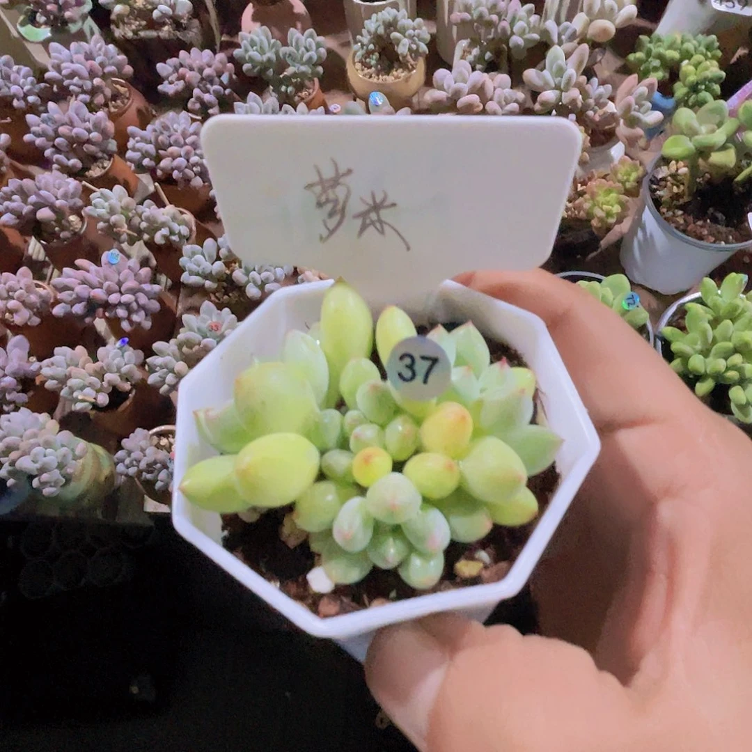 萝***米米啦奶多肉植物多
