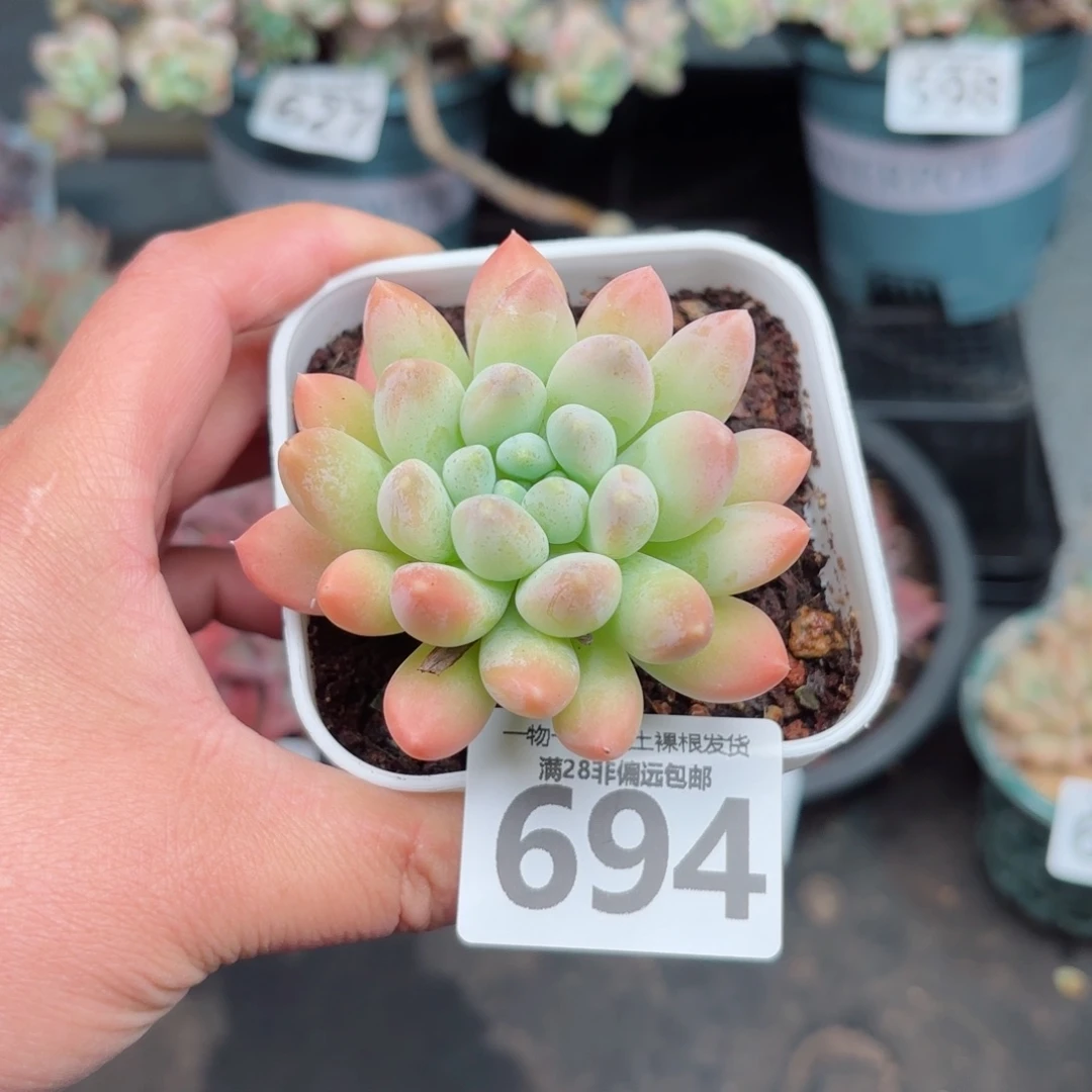 星空美人无盆土发货