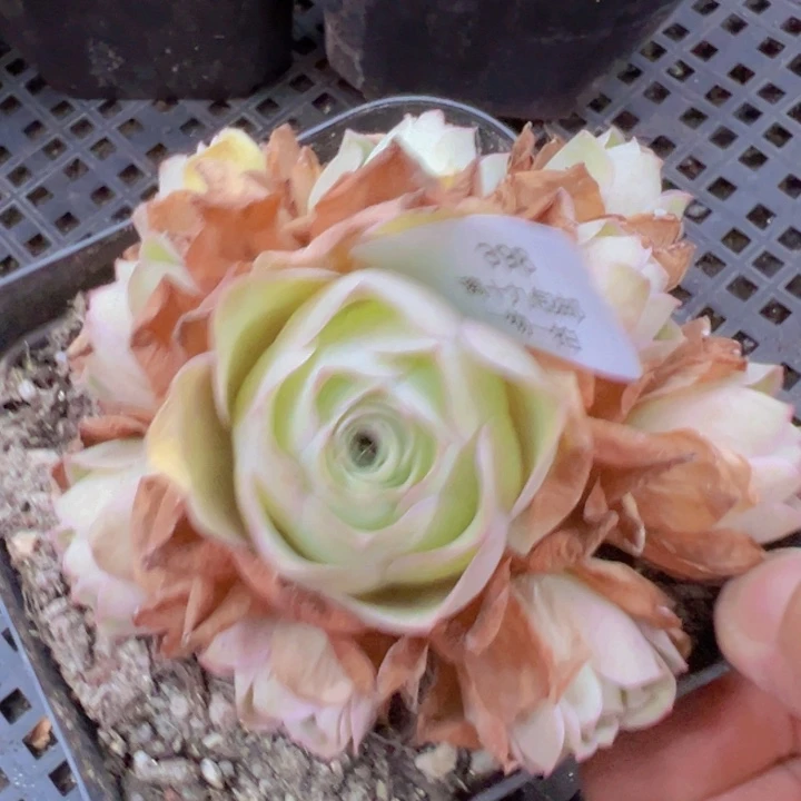 398 裸根不带土发货不包损鹿兜