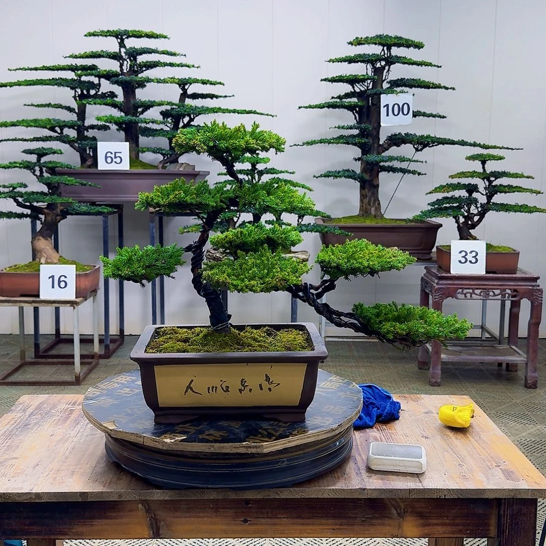 无花朵柏树造型盆景