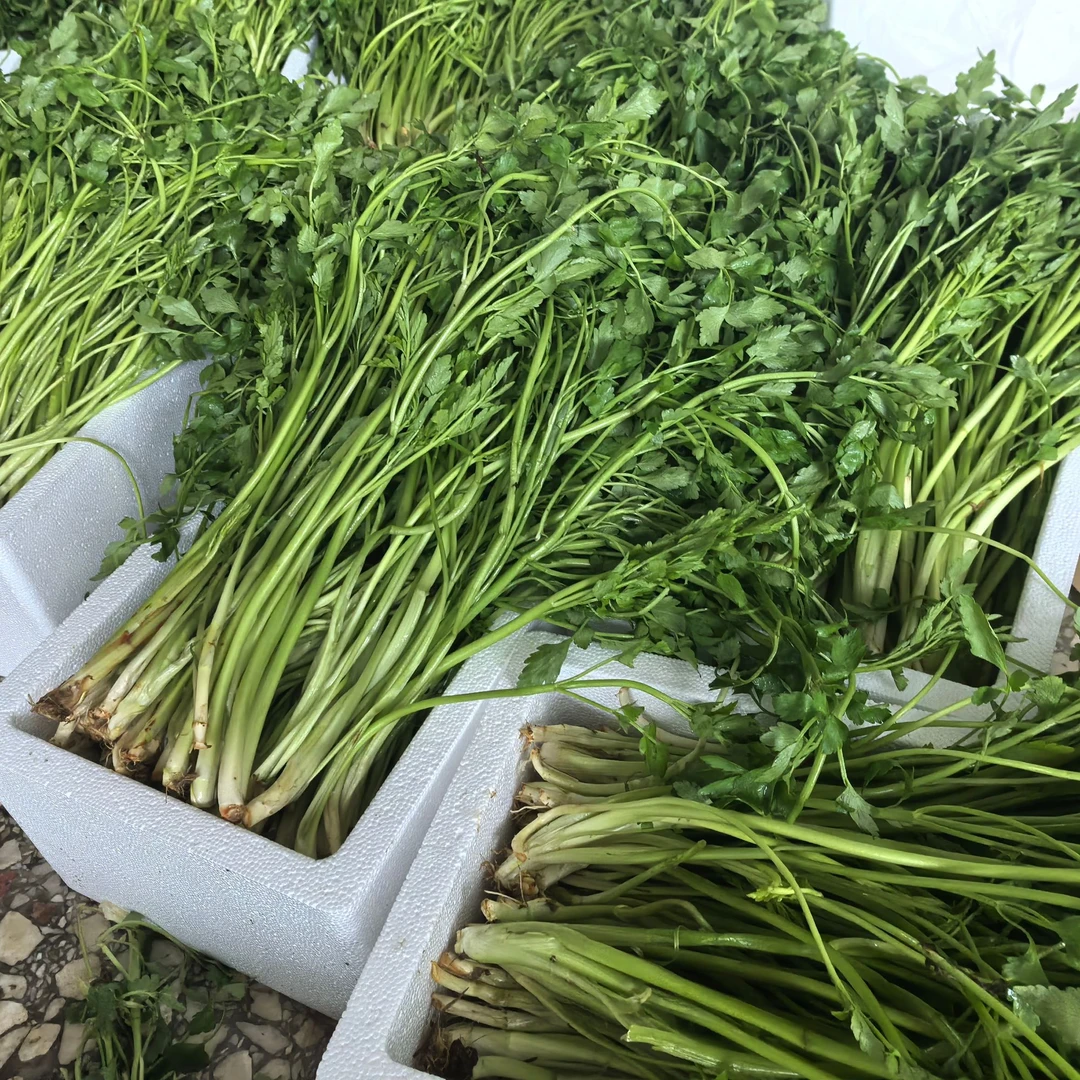 顺丰包邮现采现发湖南新鲜水芹菜野芹菜农家蔬菜野菜当季时令生鲜