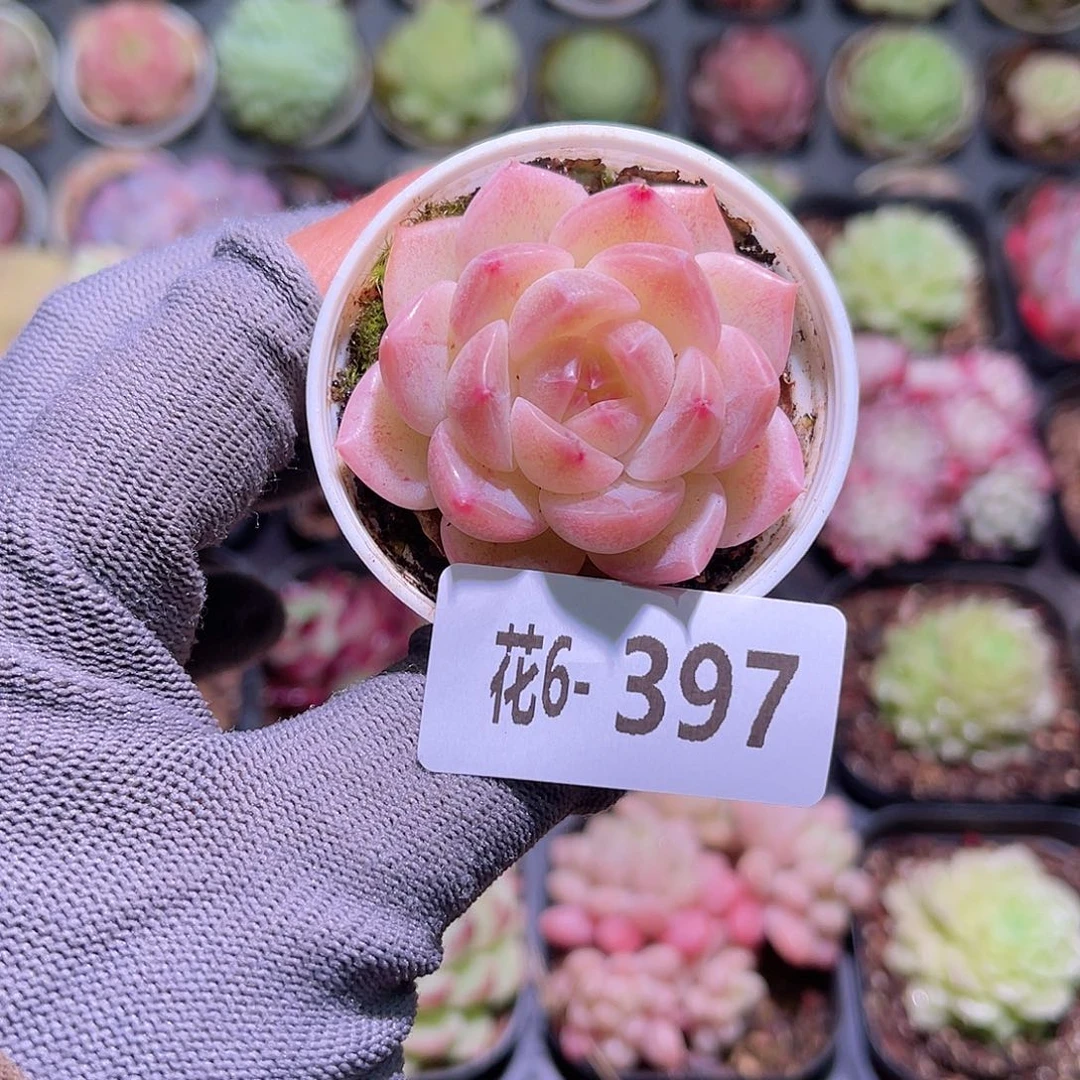 花06-397新麦秆单头