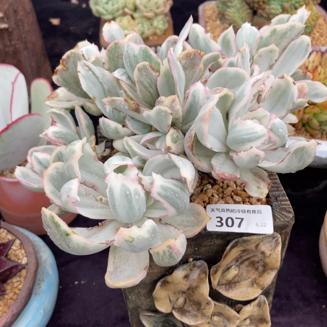 .***.307伯克利锦群生多肉植物