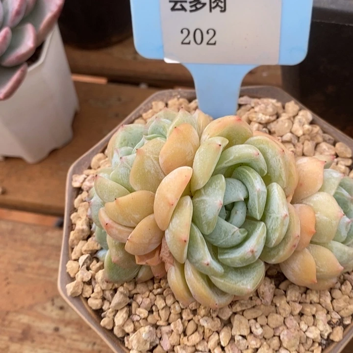 D202- 直播福利 劳林