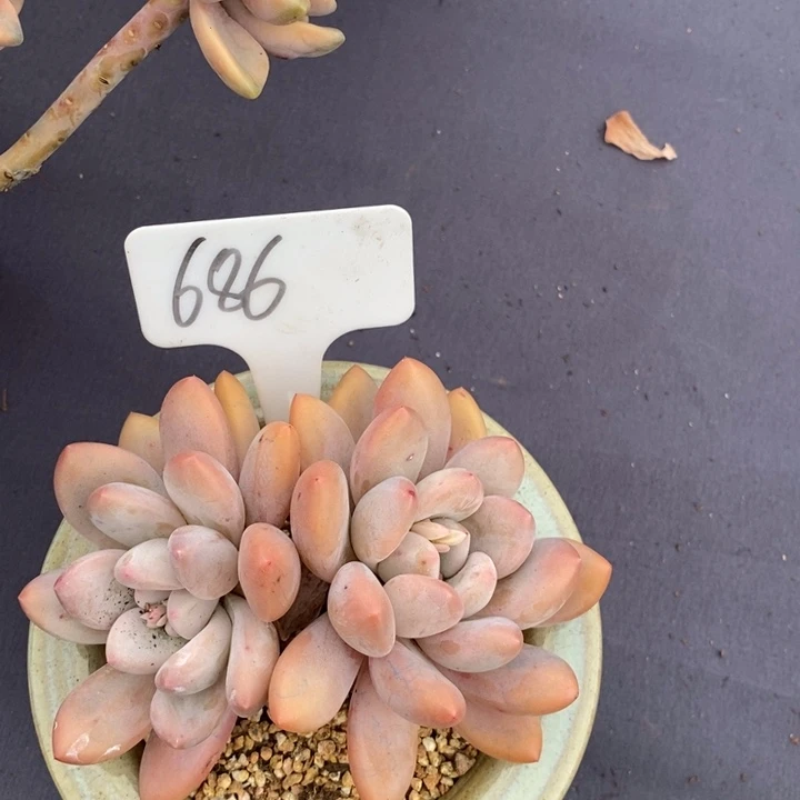 686香水肉肉肉肉肉肉