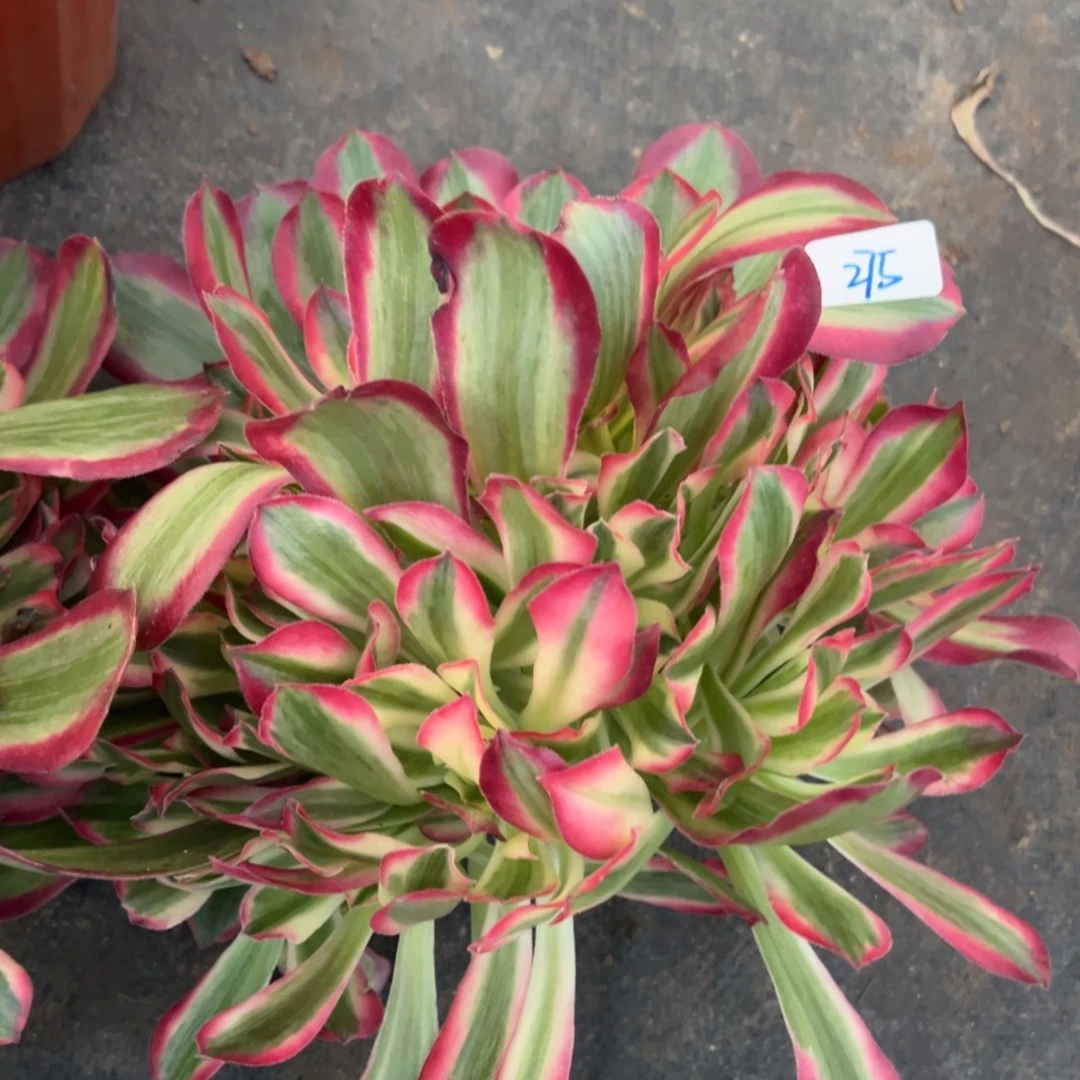 275花样年华无根多肉