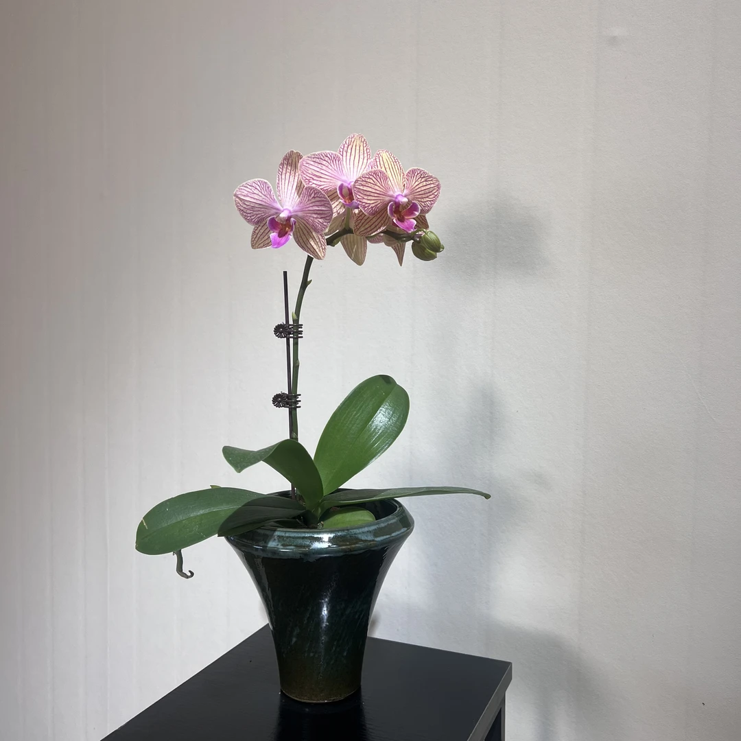 蝴蝶兰室内好养年宵花加赠高筒复古陶瓷盆