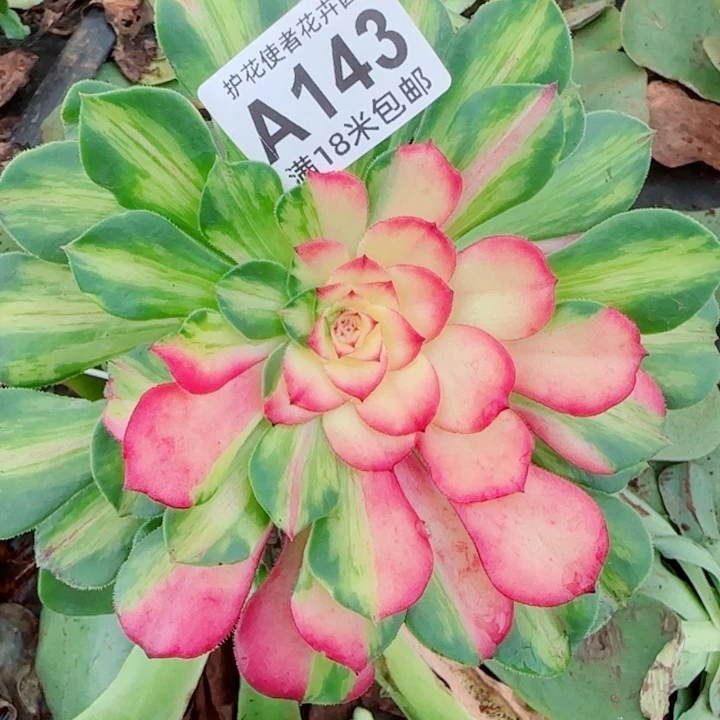 多肉法师知否多多