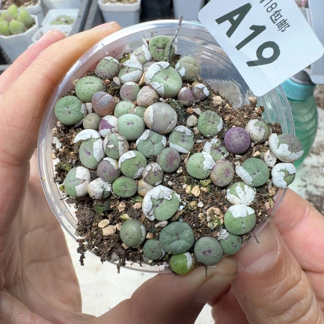 A19。小红嘴一盒。编号混合嘴