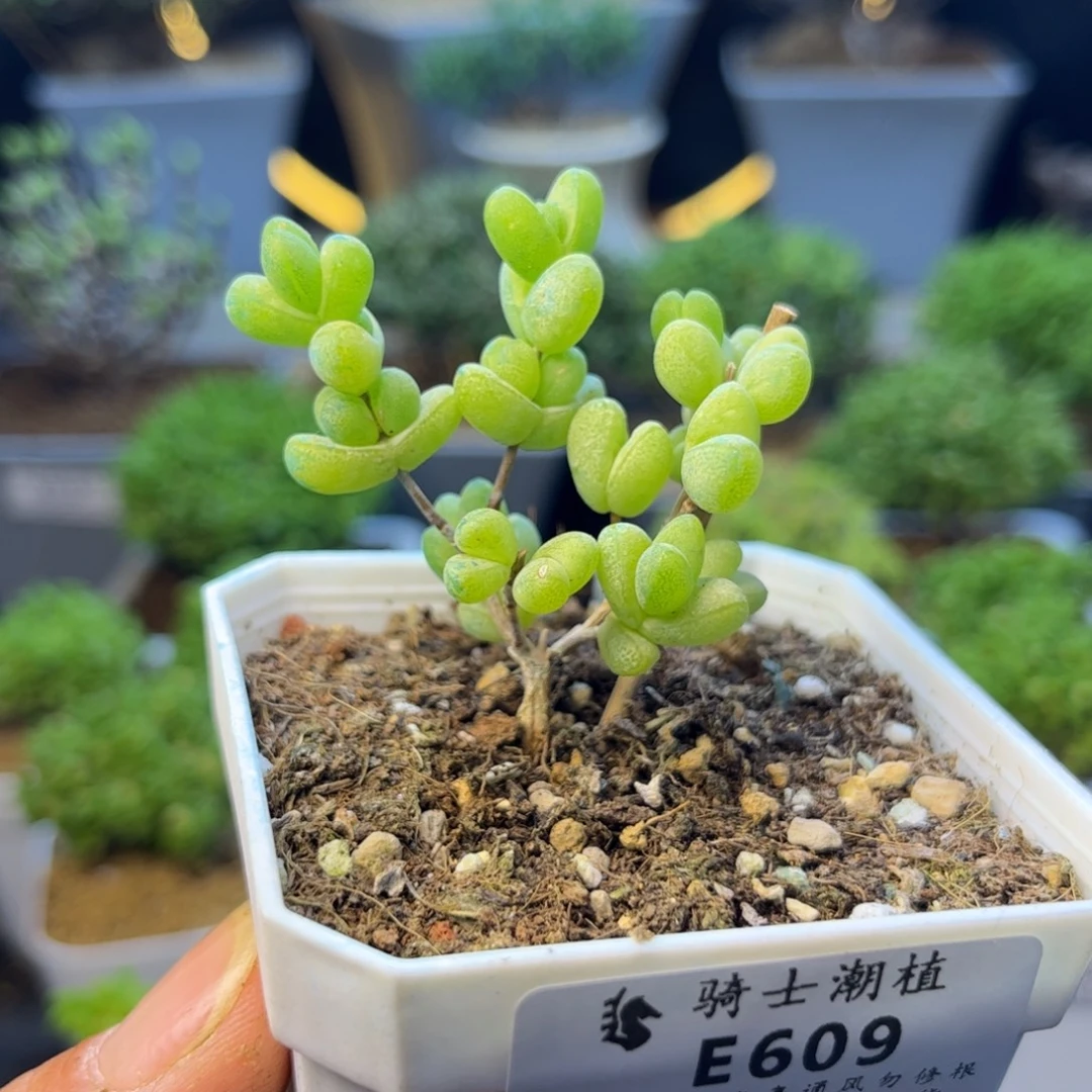 609元宝多肉植物多肉