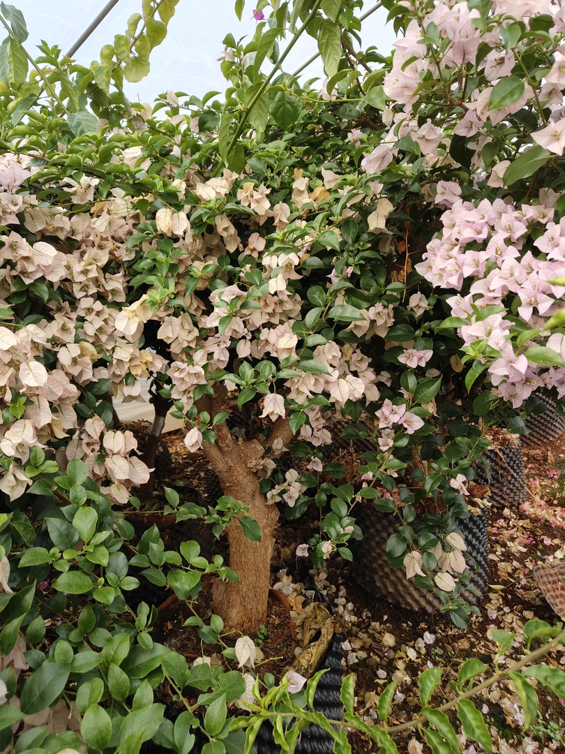 勤花品种三角梅绿樱漳红樱佩德罗等，你的勤花品种有哪些