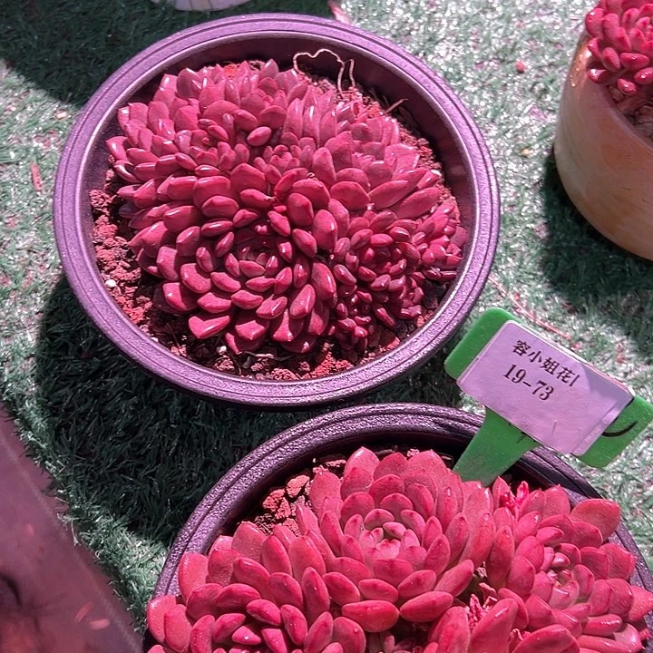 19.73红宝石带盆一个