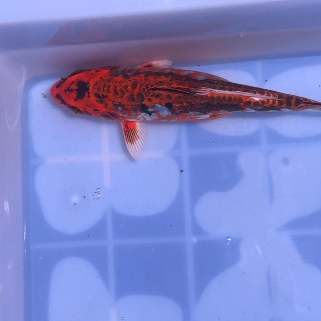 锦鲤精品锦鲤大放漏