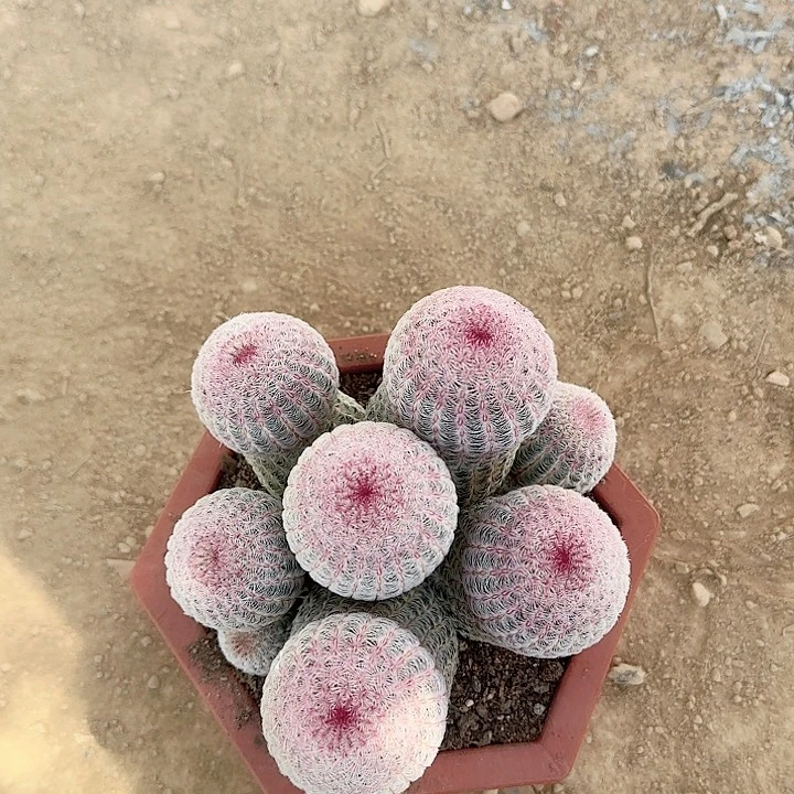 游***鱼哈哈哈哈哈哈哈哈哈