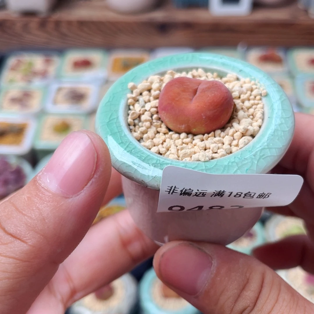 无花朵9482--一物一拍 带盆 水蜜桃1430.5