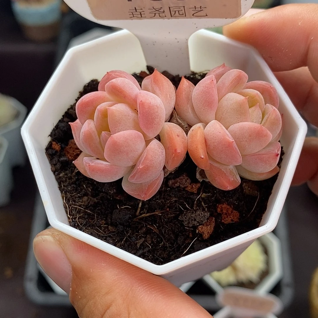 0081 干冰双头 5cm