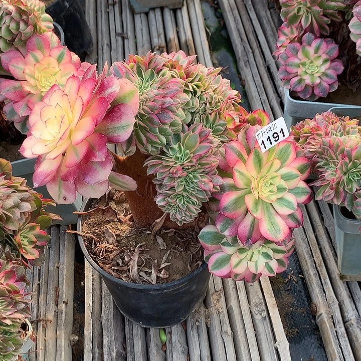 1191倾城一颗缀化