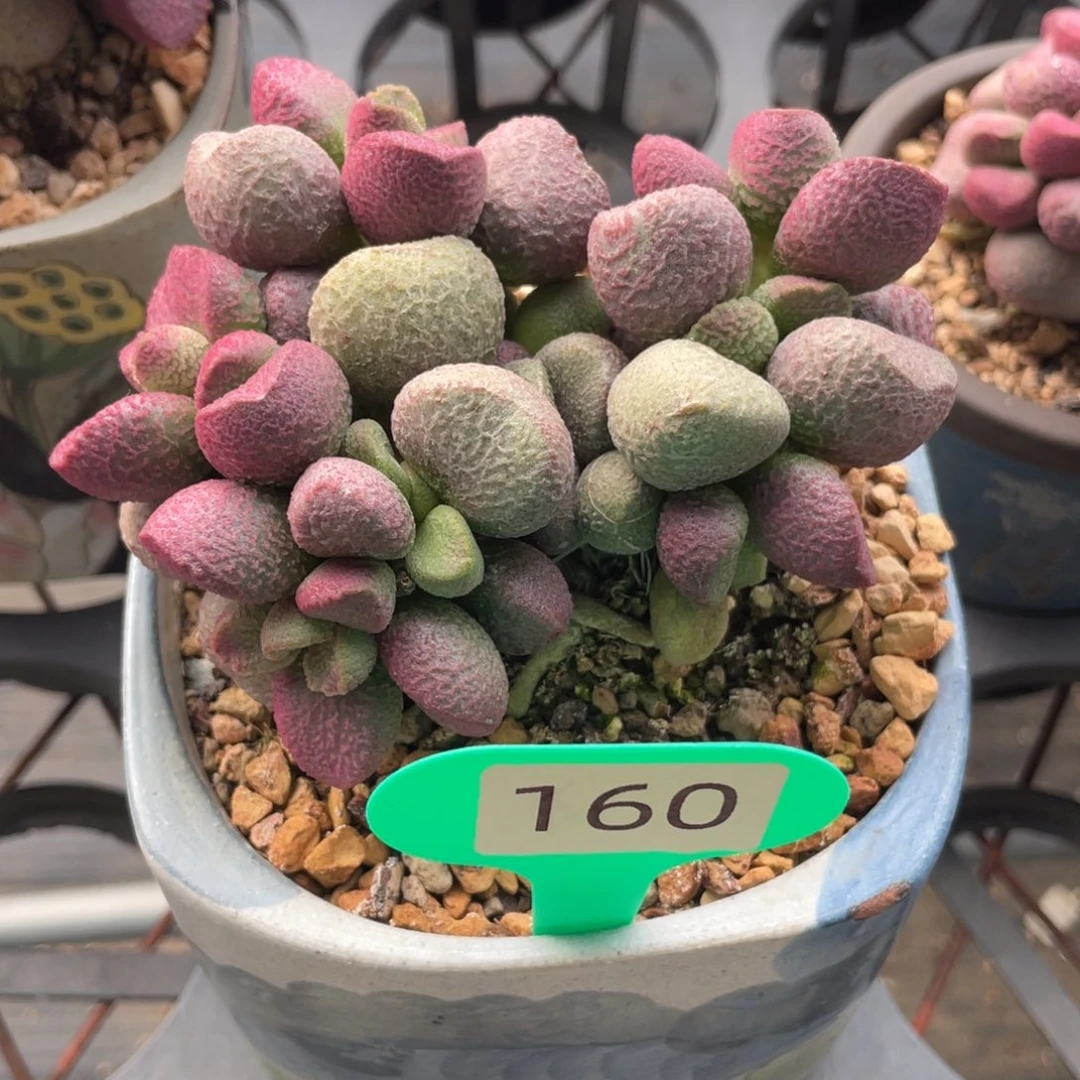 奶*                160。