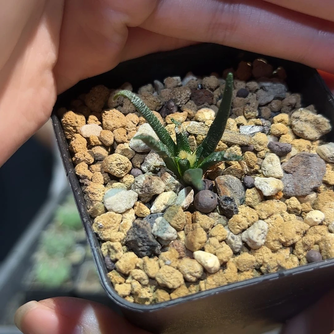 实生龙舌兰牡丹萝卜根
