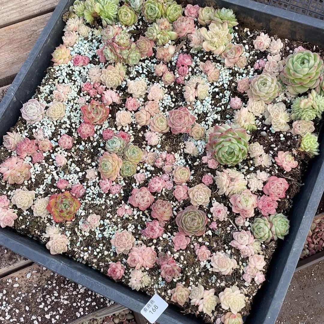 ****莉168。 定。