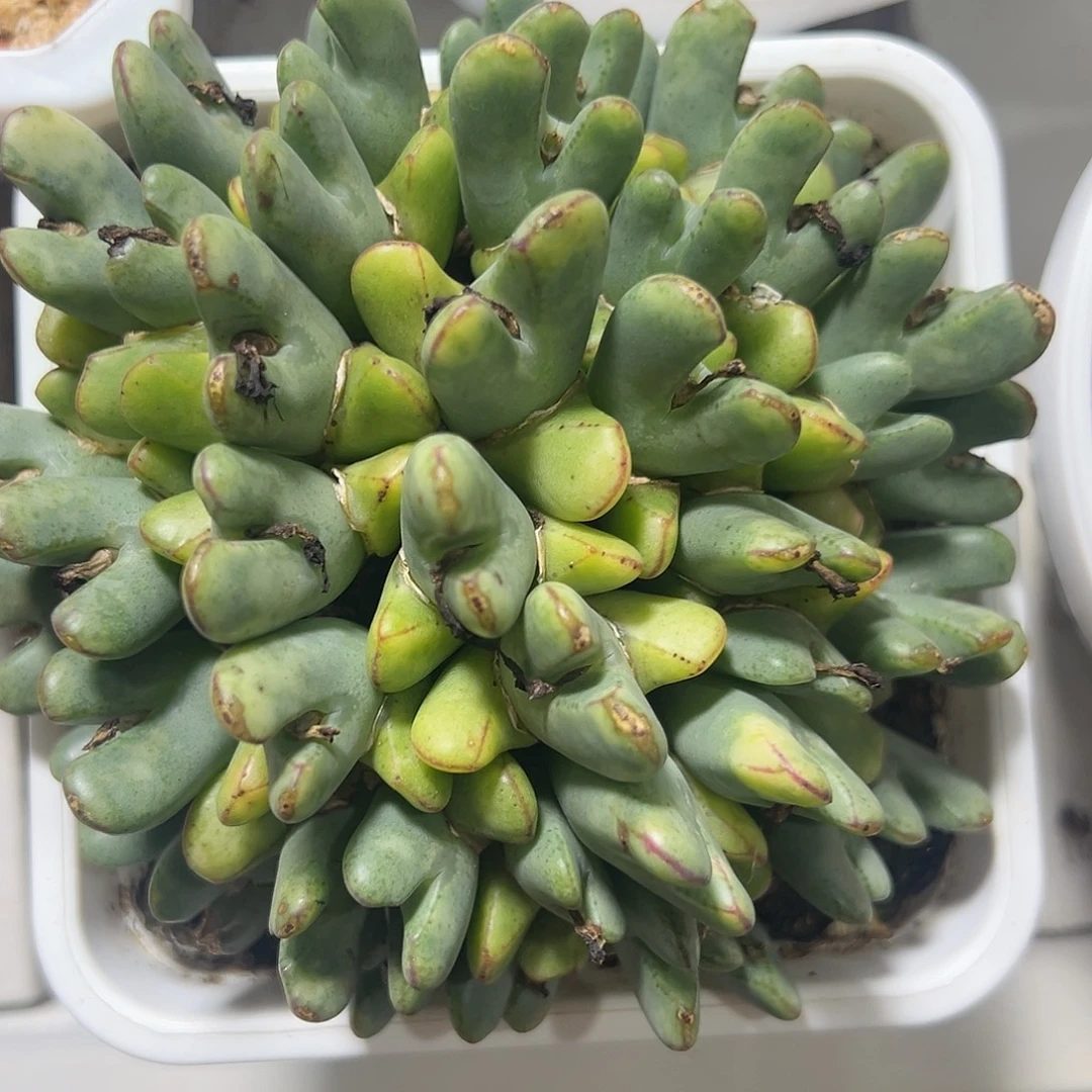 少帅锦多肉植物锦