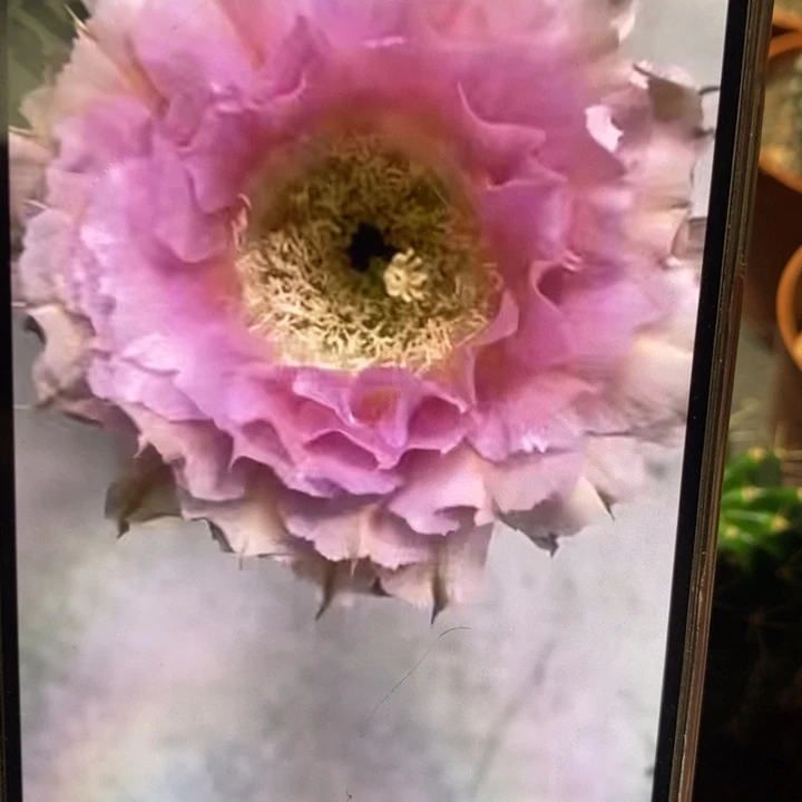 香香318带根6.5公分左右