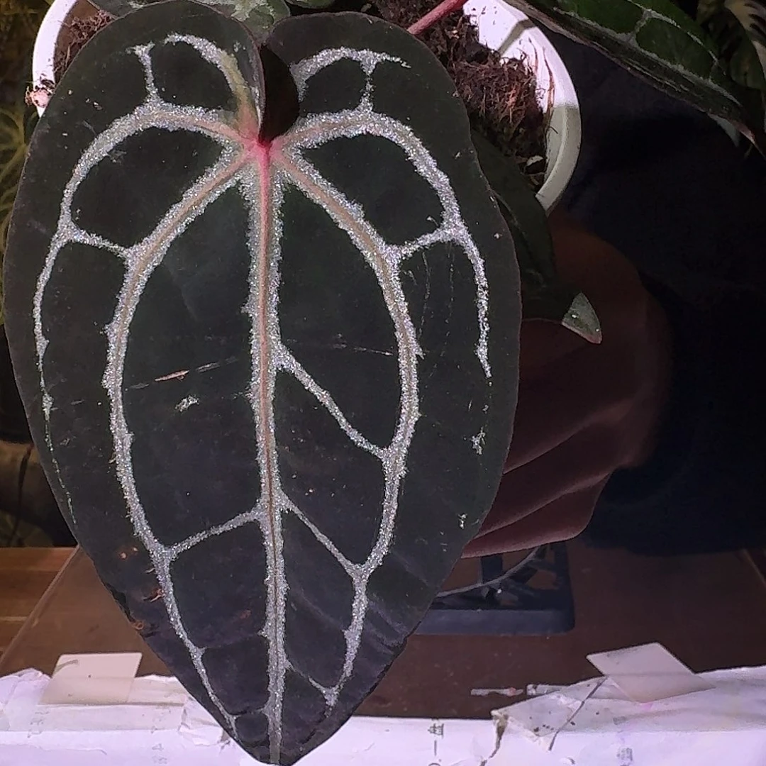 不开花植物C18红水晶米歇尔叶损无售后