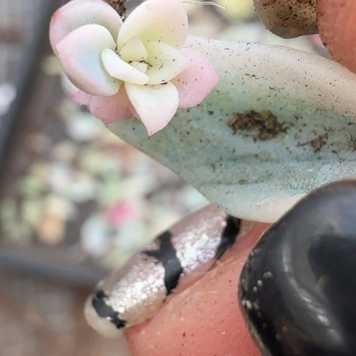 美尻覆轮一物一拍