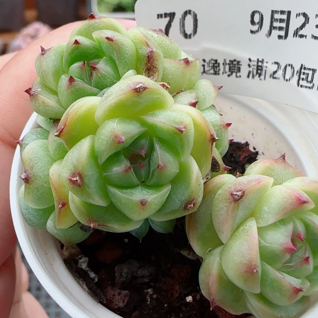 花语逸镜0923-70包子短肥突圆
