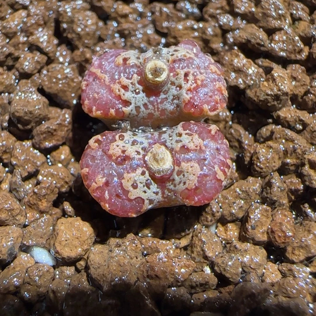肉锥多肉植物很好看-mro15、1690