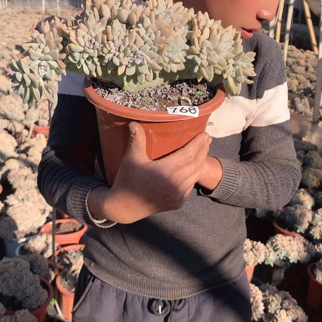 768 淡雪缀 一物一拍