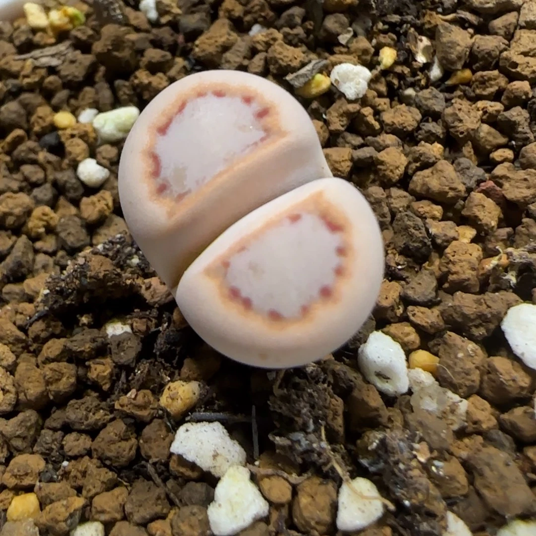 1.3。    216饼干。    2020