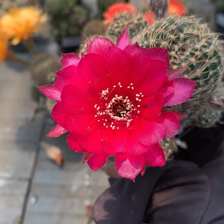 C78 侧芽自根丽花6厘米盆