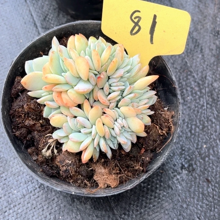 凤小树81号码牌子的话题
