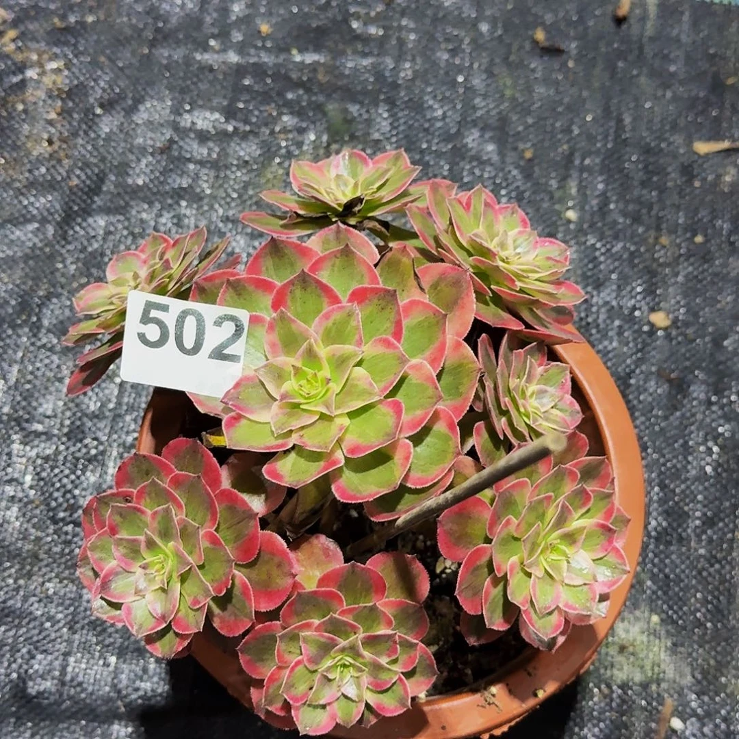 502云荷法师多肉植物