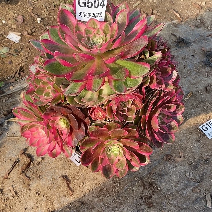 多肉植物孔雀玲504多肉